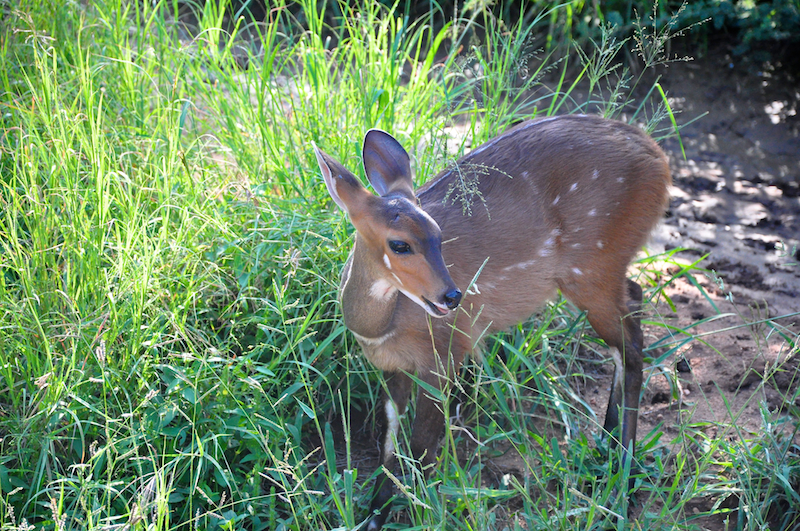 Melanie Heinrich - travel images - Lion Sands Private game reserver Hazyview